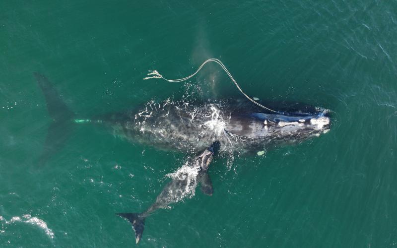 North Atlantic Right Whale No. 3560, Snow Cone, swims with her calf while entangled in heavy fishing gear off Cumberland Island, Ga., on Dec. 2.