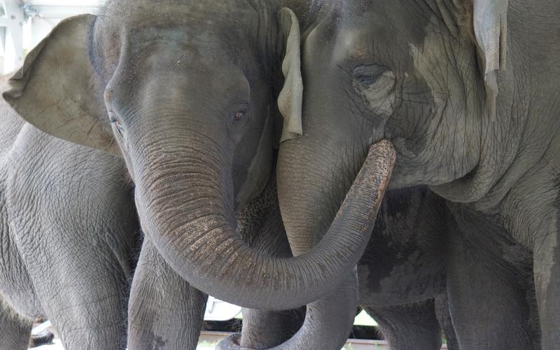 These Asian elephants, named Kelly Ann and Mable, are currently located at the Center for Elephant Conservation in Polk City, Fla. They will be relocated to the new refuge at White Oak Conservation in Yulee. Stephanie Rutan/White Oak Conservation