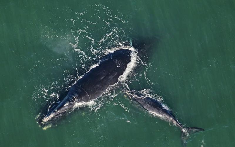 A North Atlantic right whale mother named Calvin and her calf were spotted Feb. 13 swimming in the ocean near Seaside Park in Fernandina Beach. Calvin is 28 years old and this is her fourth calf. FLORIDA FISH AND WILDLIFE CONSERVATION COMMISSION