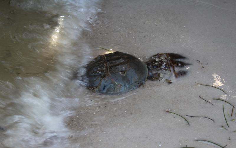 Two horseshoe crabs mate on the edge of the water in 2017.