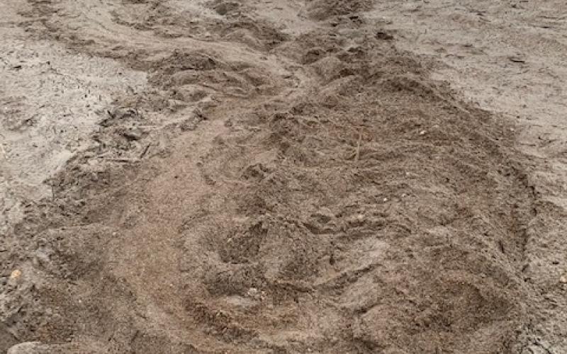 This is the first nest marked by the Amelia Island Sea Turtle Watch in 2021. Keeping the beach clean, flat and dark is key to ensuring mothers can nest and hatchlings can make it to the water, President Mary Duffy said.