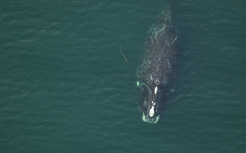 North Atlantic right whale No. 1301, known as Half Note, swims 12 nautical miles off Fernan-dina Beach on Dec. 18, 2021. Researchers saw her with a calf a month later off Sea Island, Ga.