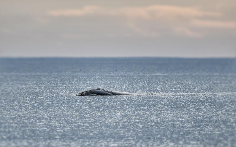 A new report indicates North Atlantic right whales could one day be extinct due to climate change. Right whales migrate south to the waters of Amelia Island, and surrounding areas, during the winter months and can sometimes be spotted in the waves just offshore.