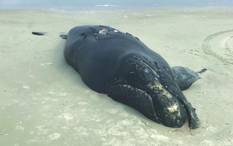 The corpse of a North Atlantic right whale lies beached on Anastasia Island in February 2021.
