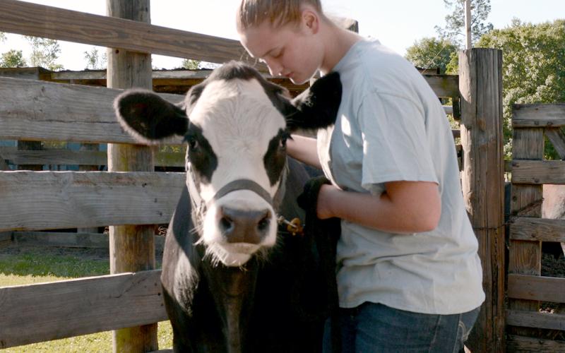 Joan Kramer is shown with Winston, a steer she had planned to show.
