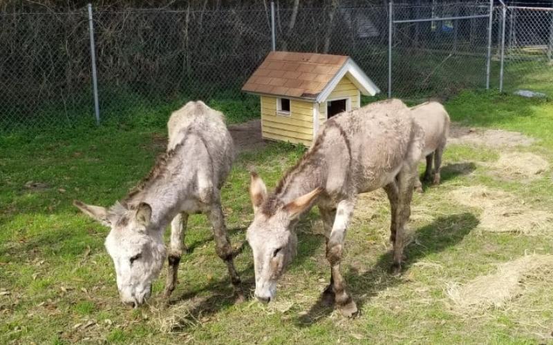 Ten large animals, plus dogs, cats and a ring-tailed lemur, were confiscated from a Dunnellon woman’s livestock trailer Jan. 26.