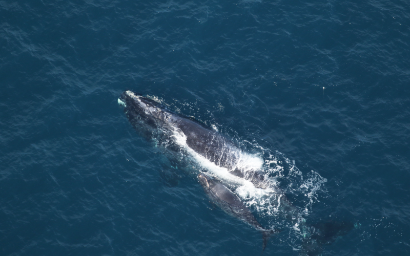 North Atlantic right whale No. 3220 and her calf move through the water 32 nautical miles east of Ossabaw Island, Ga., on Jan. 6.