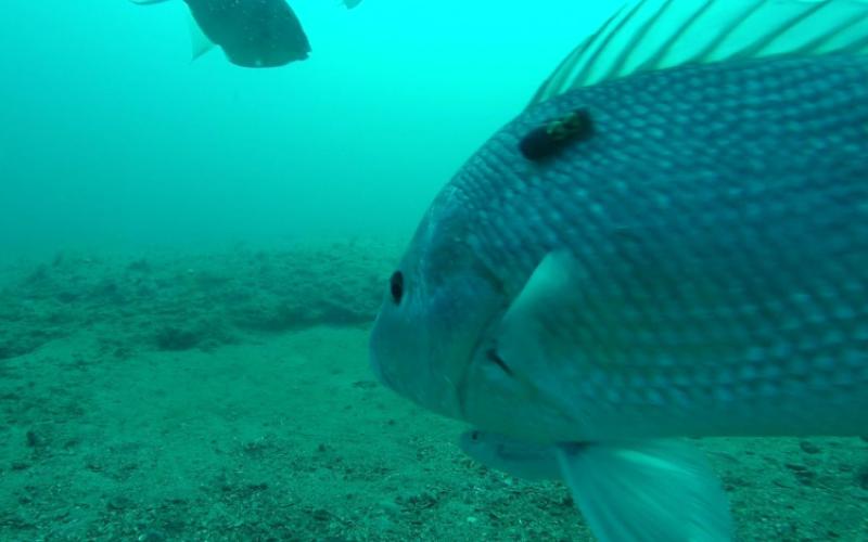 Despite pleas from saltwater fishers, the South Atlantic Fishery Management Council has not made any changes to the 2022 red snapper season.