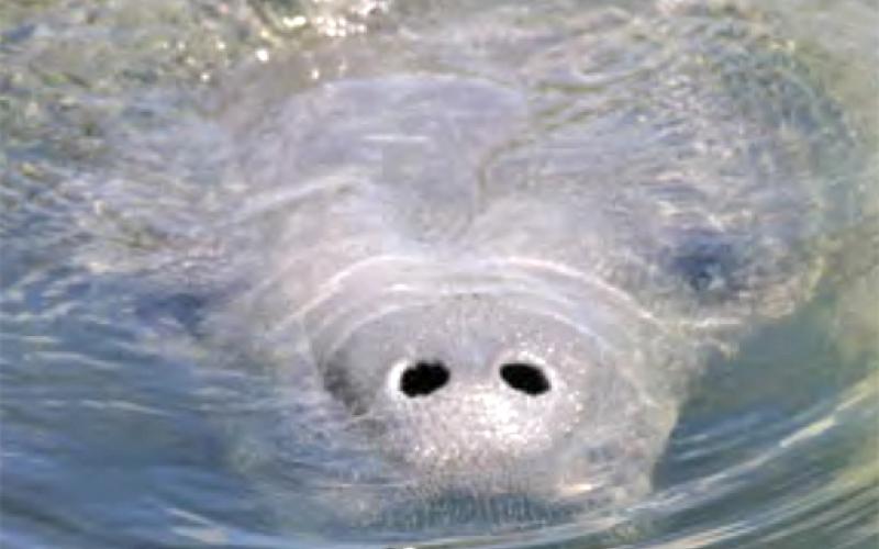 According to the Florida Fish and Wildlife Conservation Commission, 841 manatees have died as of July 2.