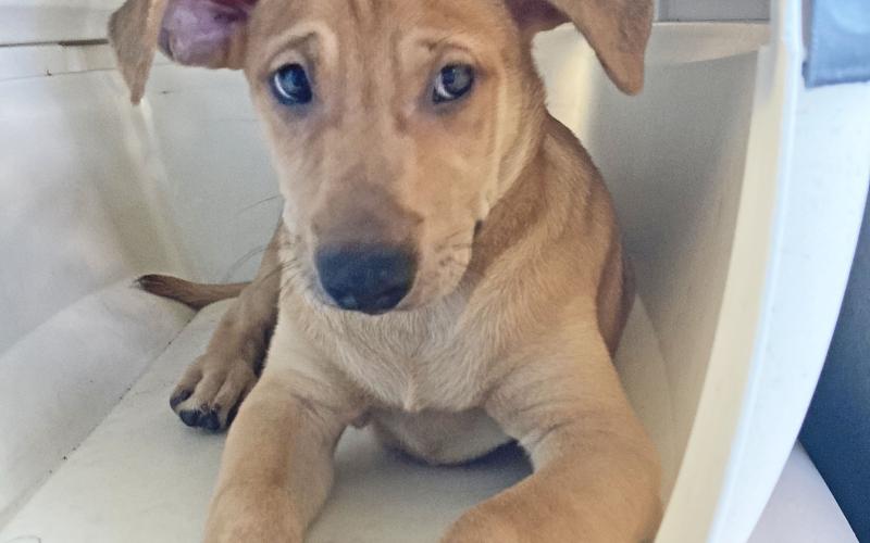 Nassau Humane Society volunteers picked up 16 stray dogs in Palm Beach on Friday. The dogs came from Puerto Rico, which has hundreds of thousands of stray animals.