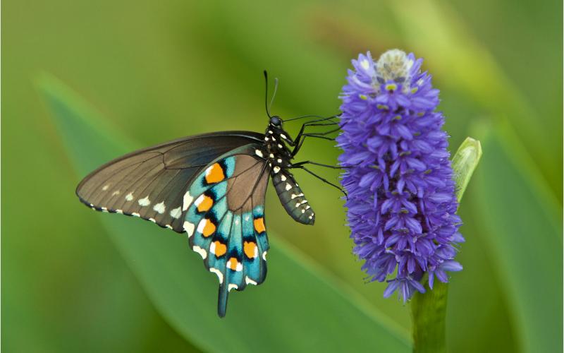 The 2020 Wild Amelia Nature Photo Contest winner was George A. Housley Jr.’s Pipevine Swallowtail.