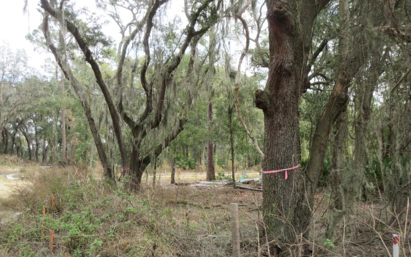 Fernandina Beach City Manager Dale Martin has told Amelia Bluff developers they can proceed with construction after paying a fine of $38,750. JULIA ROBERTS/NEWS-LEADER