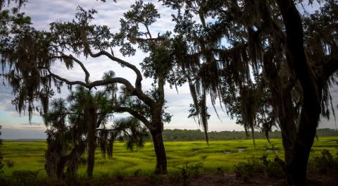 Cabin Bluff | The Nature Conservancy