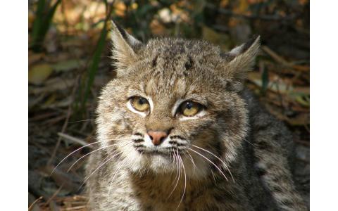 Penn State researchers, who continue to monitor the bobcat population on Cumberland Island National Seashore, also conducted a study comparing and contrasting the Cumberland Island bobcats to a population of bobcats on Kiawah Island off the coast of South Carolina. IMAGE: JIM JORDAN/TOWN OF KIAWAH ISLAND