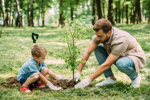 Community leaders in St. Marys envision a grove of trees and park to remember those impacted by COVID-19. (illustrative photo)