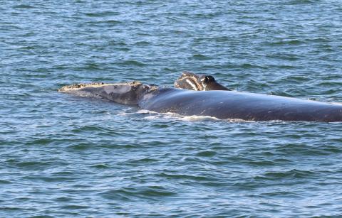 North Atlantic right whale No. 2791 and her 2-week-old calf swim south about six miles east of Amelia Island on Jan. 7, 2019. The calf was born between Dec. 23 and 28, 2018, likely off the coast of Georgia or northeastern Florida. Courtesy of the Georgia Department of Natural Resources under NOAA Research Permit 20556-01.