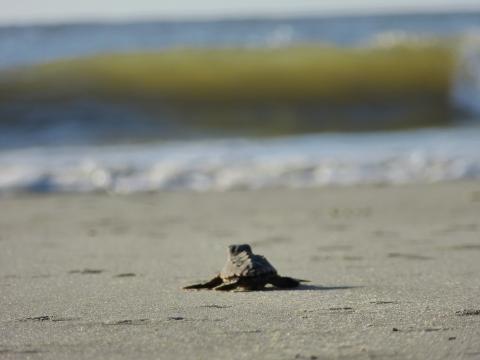 A loggerhead sea turtle hatchling on Blackbeard Island scoots toward the ocean. Photo by Becky Skiba/U.S. Fish and Wildlife Service