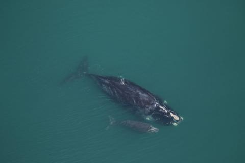 Clearwater Marine Aquarium Research Institute researchers spotted the Medusa, a 42-year-old right whale, with her calf Dec. 7 off St. Catherines Sound.