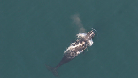 A federal agency is proposing lowering Atlantic coastal speed limits for a smaller class of vessels as it aims to reduce the chances of endangered whales being sliced by boat propellers. (Photo provided by National Oceanic and Atmospheric Administration)