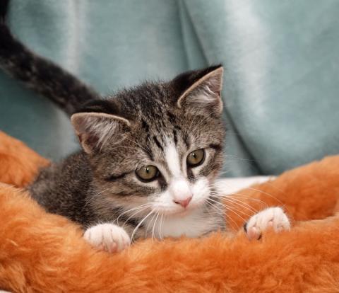 The Humane Society of Camden County opted Friday not to renew its contract with the Camden County Board of Commissioners. (Photo by Humane Society of Camden County)