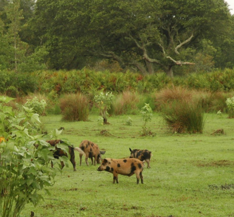 There are thousands of wild, feral hogs on Cumberland Island. The National Park Service will use $760,000 in federal funding to reduce the population.