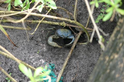 A blue land crab sits at the entrance of a burrow. (Mason Smith | Florida Fish and Wildlife Conservation Commission)