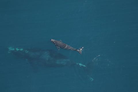 The North Atlantic right whale Juno, with her latest calf, as seen on Dec. 9 near Amelia Island. Biologists believe a ship propeller struck the calf in the following days before anglers spotted it Jan. 6.
