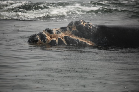 A photo of the calf recently born to North Atlantic right whale Juno shows extensive injuries caused by a vessel propeller.