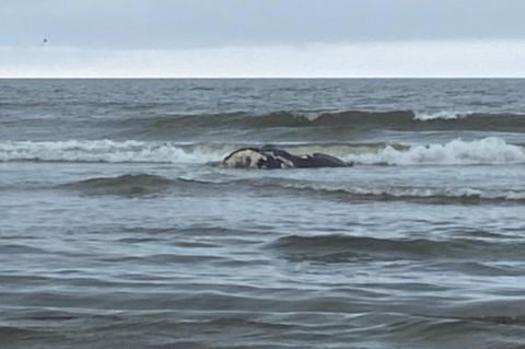 The carcass of the calf of North Atlantic right whale No. 1612, Juno, lies in the surf along the beach of Cumberland Island.