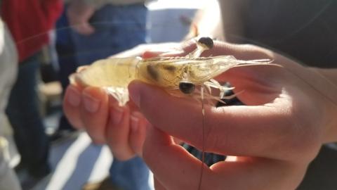 A UGA Marine Extension and UGA Sea Grant staff member holds a shrimp as they discuss issues with the Georgia shrimp fishery.