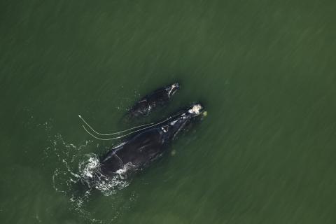 The North Atlantic right whale Snow Cone is entangled in rope as she swims next to her calf in December 2021 off Ponte Vedra Beach, Fla. 