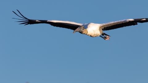 A wood stork in flight.