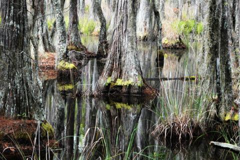 In a recent poll, 68% of voters said it is “very important” to protect the Okefenokee National Wildlife Refuge from pollution and other environmental dangers.