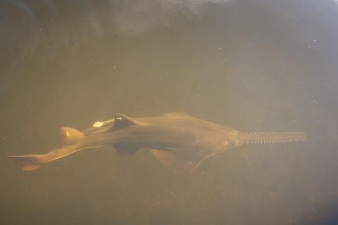 A smalltooth sawfish swims in a Florida river estuary.