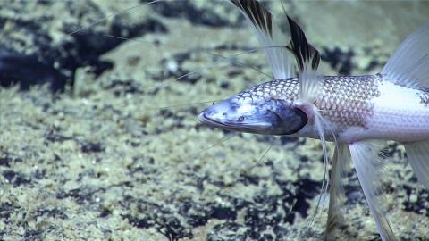 A tripod fish props itself up on the seafloor along the Blake Plateau.
