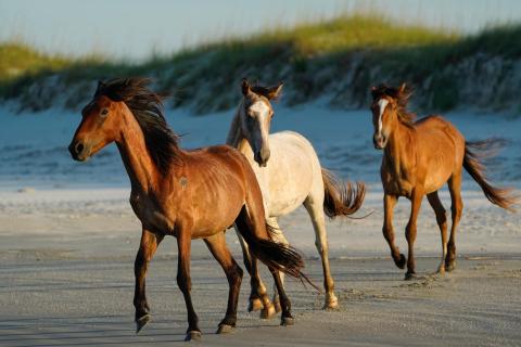 A federal judge recently dismissed a lawsuit on behalf of Cumberland Island horses. (Jay Smith | Special to the Tribune & Georgian)