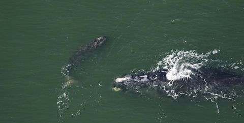 Right whale Nauset, Catalog No. 2413, and calf, sighted on Dec. 1, approximately 4.9 nautical miles off Sapelo Island.