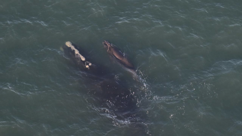 The third North Atlantic right whale calf born of the 2024-2025 season swims off the coast of Virginia next to its mother, whale No. 4540.