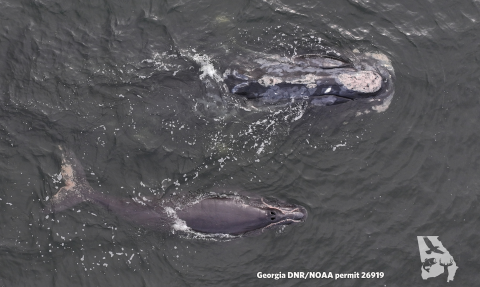 North Atlantic right whale Minus One, No. 2430 in the North Atlantic Right Whale Catalog, is seen with her calf Monday off the coast of Amelia Island in Florida.