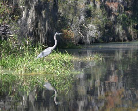 A great blue heron stands by the Canal Run Trail in the Okefenokee National Wildlife Refuge.