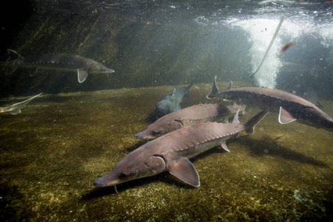 All sturgeon species, including the Atlantic sturgeon pictured, have prominent bony, diamond-shaped scales, called scutes, along the length of their body. Scutes help protect the sturgeon from predators.