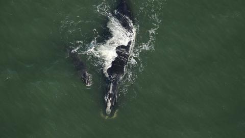 North Atlantic right whale Blackheart and her calf swim 1.5 nautical miles off the coast of South Ponte Vedra, Fla.