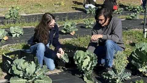 Camden County High School Future Farmers of America students Kaitlyn Cooler, left, and Reid Pelowski harvest collard greens as part of the school’s program providing vegetables to the Camden County School Nutrition Program.