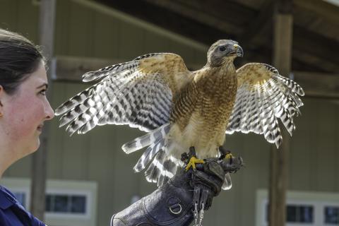 Student bird handlers from Georgia Southern University will visit the Woodstork birding festival again this year to present their birds of prey program, featuring live hawks, owls and more. Presented by Camden County Audubon Society on April 11-12 at Crooked River State Park, the festival will feature an array of bird-related activities and programs for all ages. 