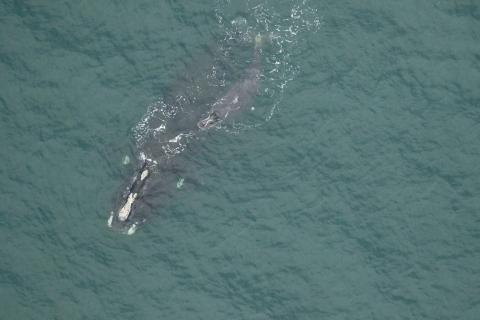 Right whale Legato (Catalog No. 1802) swims with her calf around 22 nautical miles off Jekyll Island in January 2024.