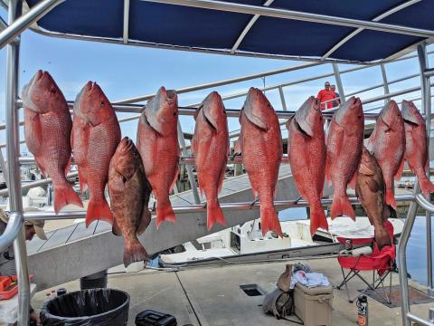 Red snapper and red grouper caught during a 2019 charter fishing voyage near St. Augustine, Fla.