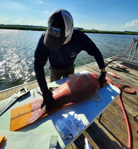 A Georgia Coastal Resources Division biologist prepares a red snapper for a tissue sample. Georgia Department of Natural Resources