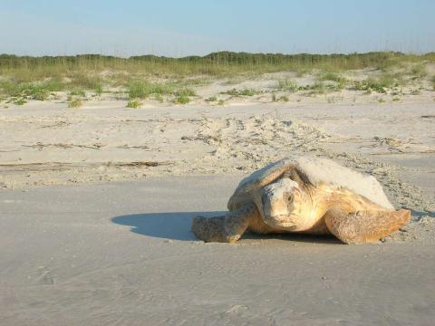 A loggerhead sea turtle maneuvers back toward the ocean on Cumberland Island.