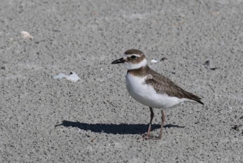 Tim Keyser | Georgia Department of Natural Resources A Wilson’s plover navigates a nearby beach. The Georgia Department of Natural Resources is seeking special protections for shorebirds and seabirds.