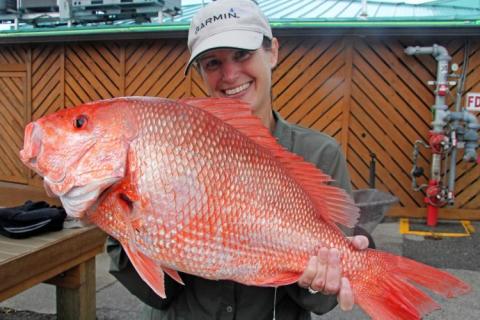 Four Southeastern states, including Georgia, added their influence to the battle over red snapper access in South Atlantic federal waters in an attempt to give anglers and commercial fishers the same access as those in the Gulf of Mexico. They followed up a letter sent earlier this year to the Commerce Department with an action plan of how to get their plans accomplished.